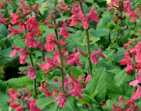 Stachys coccinea